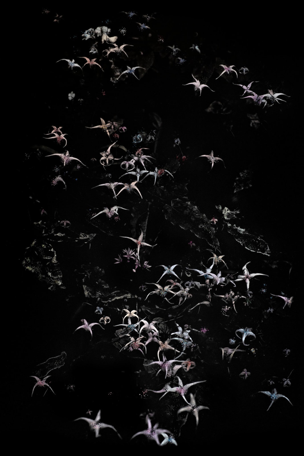 Aimée Hoving, Epimedium grandiflorum vivid, 2025