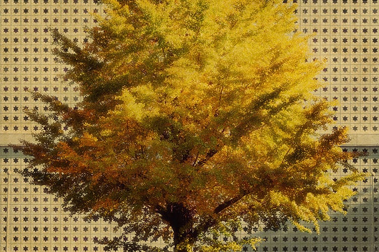 Albarrán Cabrera, The Mouth of Krishna #60196 , 2019