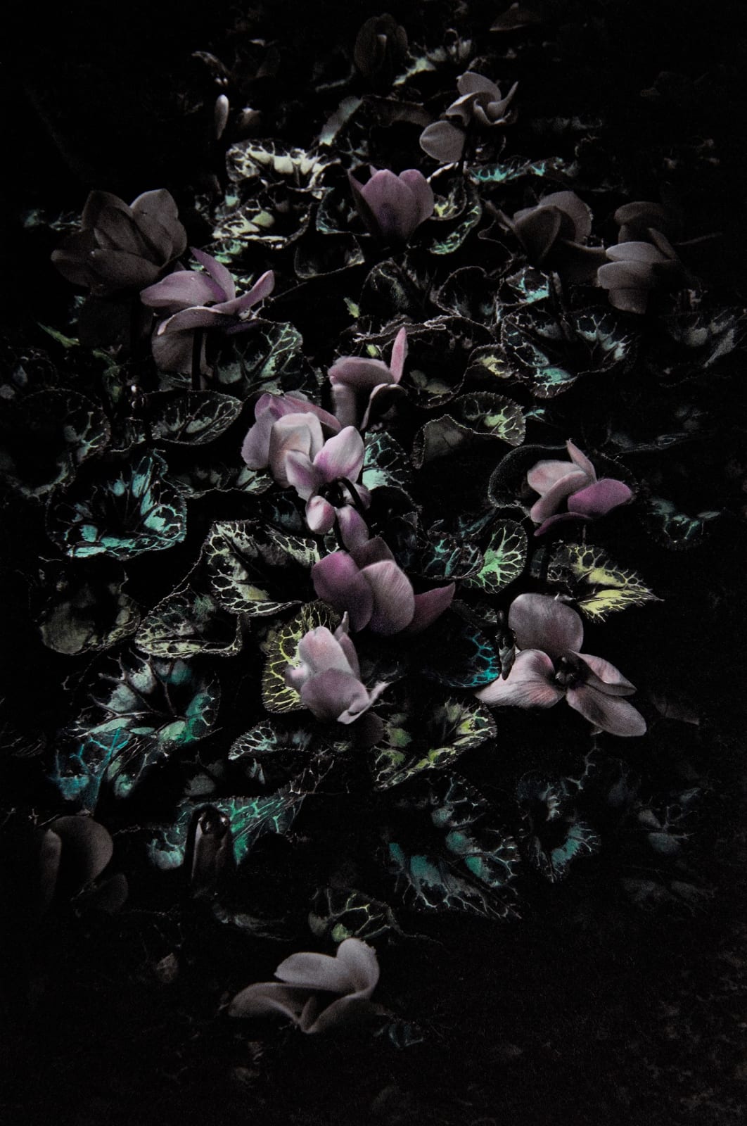 Aimée Hoving, Cyclamens, 2023