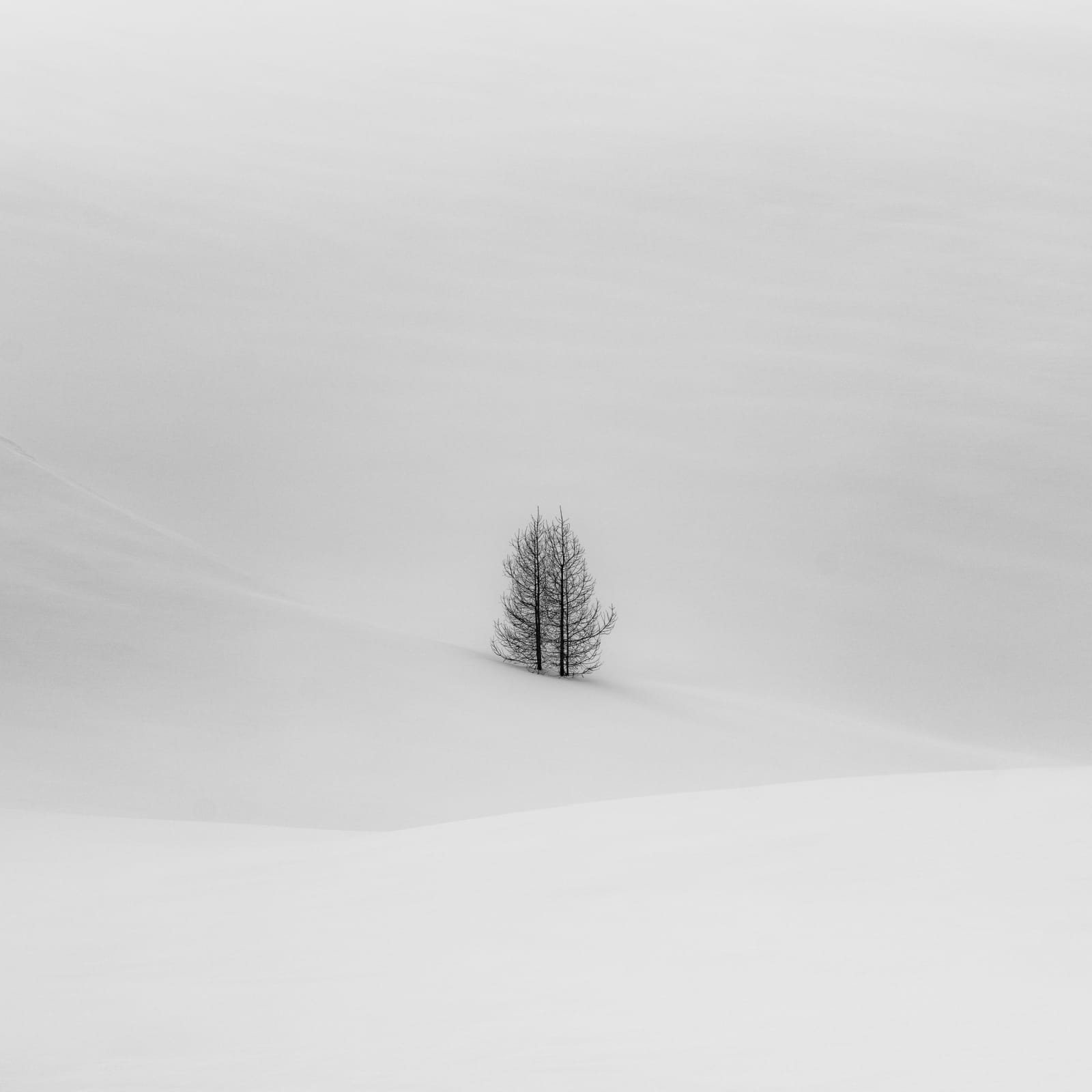 Jeffrey Conley, Tree Couple, Engadine, Switzerland, 2024