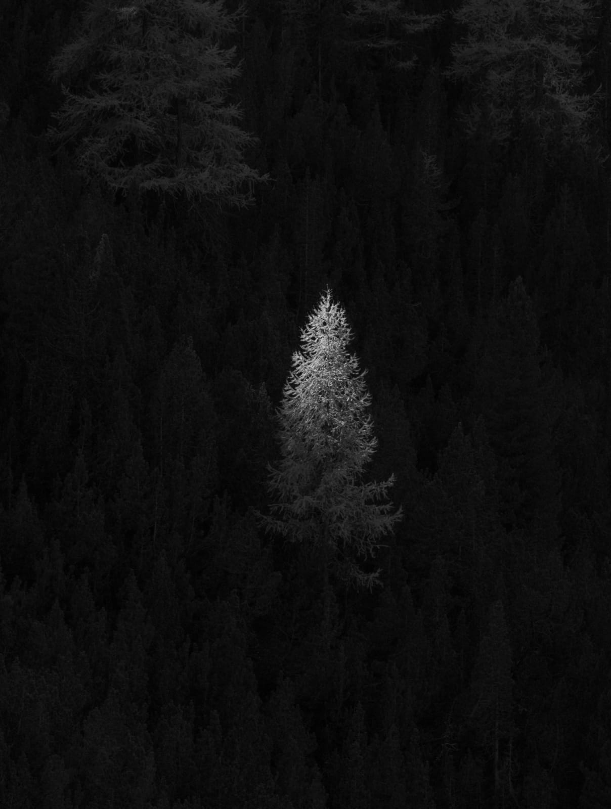 Jeffrey Conley, Tree and Sunlight, Autumn, Engadine, Switzerland, 2023