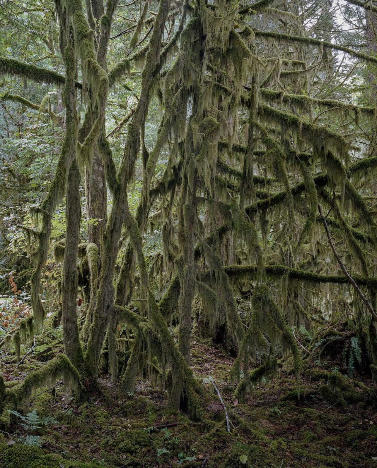 Bruno Augsburger, Mamquam Forest, British Columbia, 2013