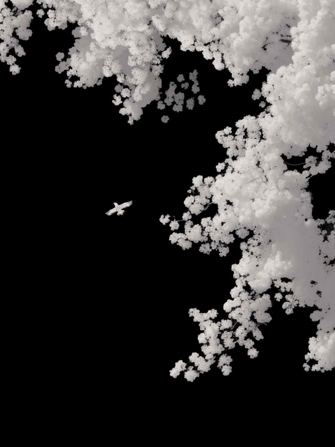 Paul Cupido, Quiet Revolution, 2024