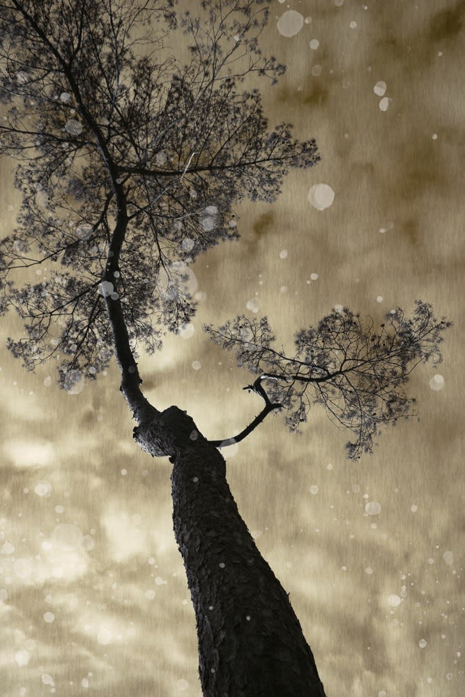 Ilona Langbroek, Pinus Sylvestris, 2018