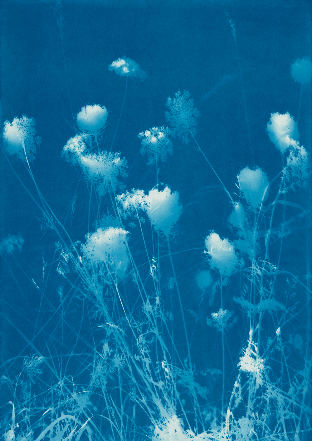 Simone Kappeler, Wilde Möhre, Egelsee, 18.7.2018, 2018