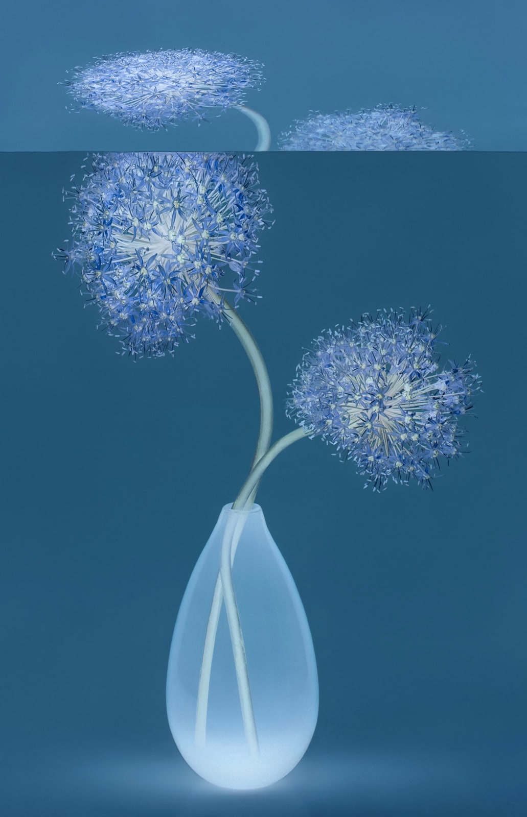 Danielle Kwaaitaal, Mirage Series - Allium, 2024