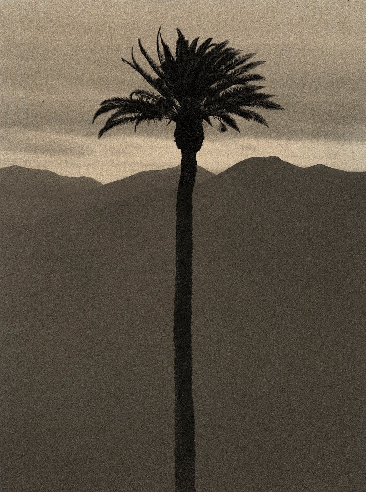 Paul Cupido, Palm, 2022