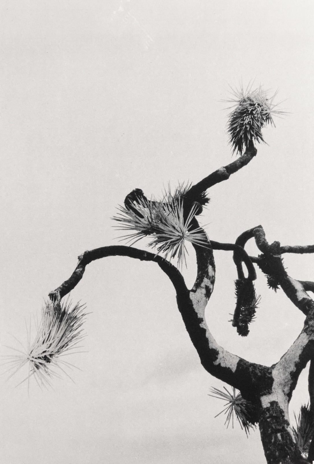 Margaret Lansink, Snow-white, 2022