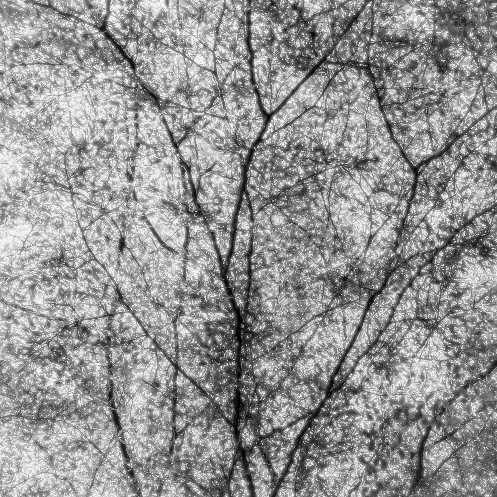 Jeffrey Conley, Branches and Light, Westonbirt, UK, 2024