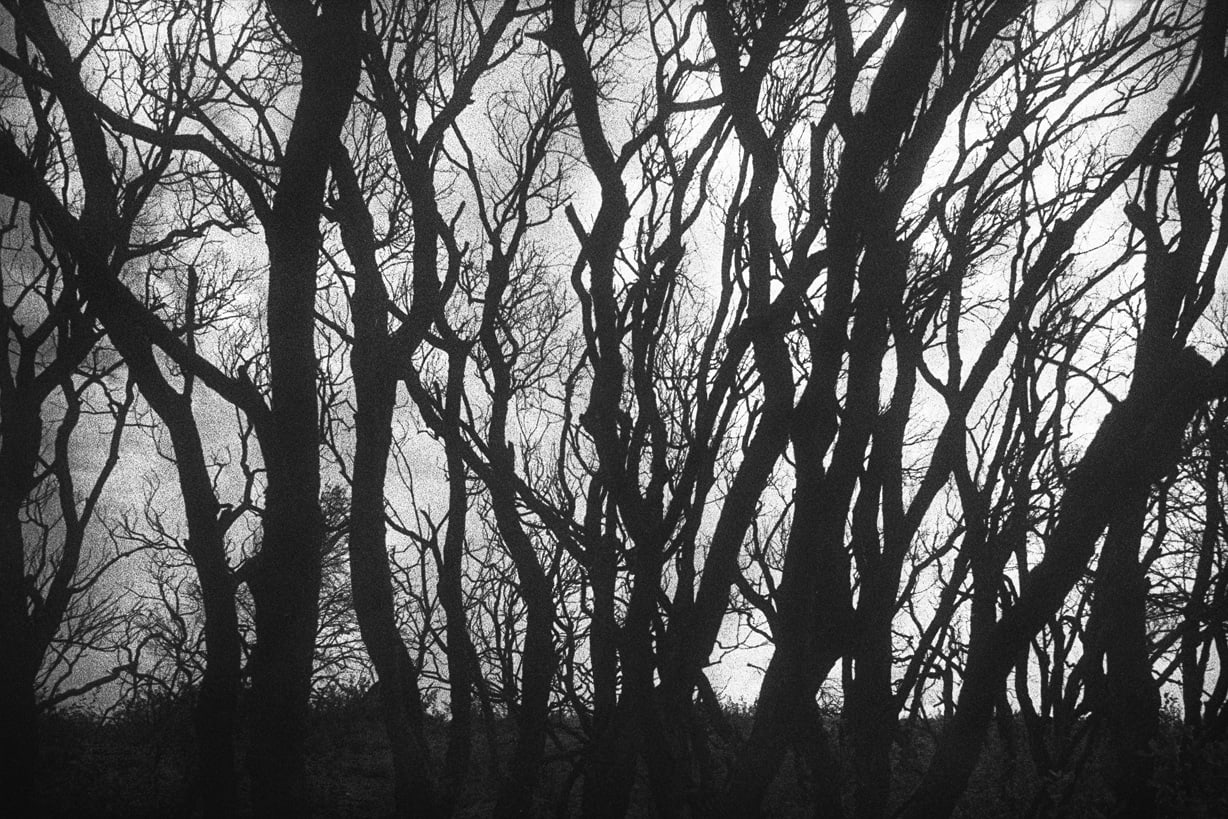 René Groebli, Burned Trees (#817), South of France, 1987