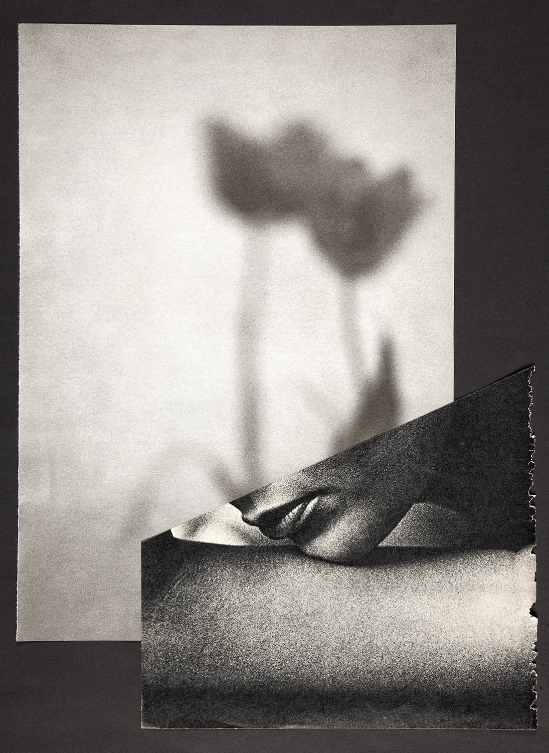 Miriam Tölke, Tulips, 2020