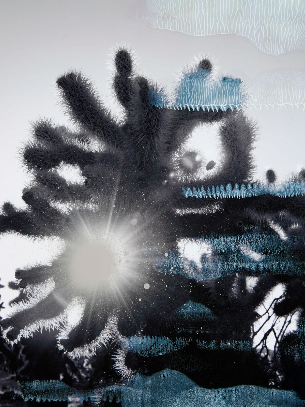 Douglas Mandry, Cholla, 2023