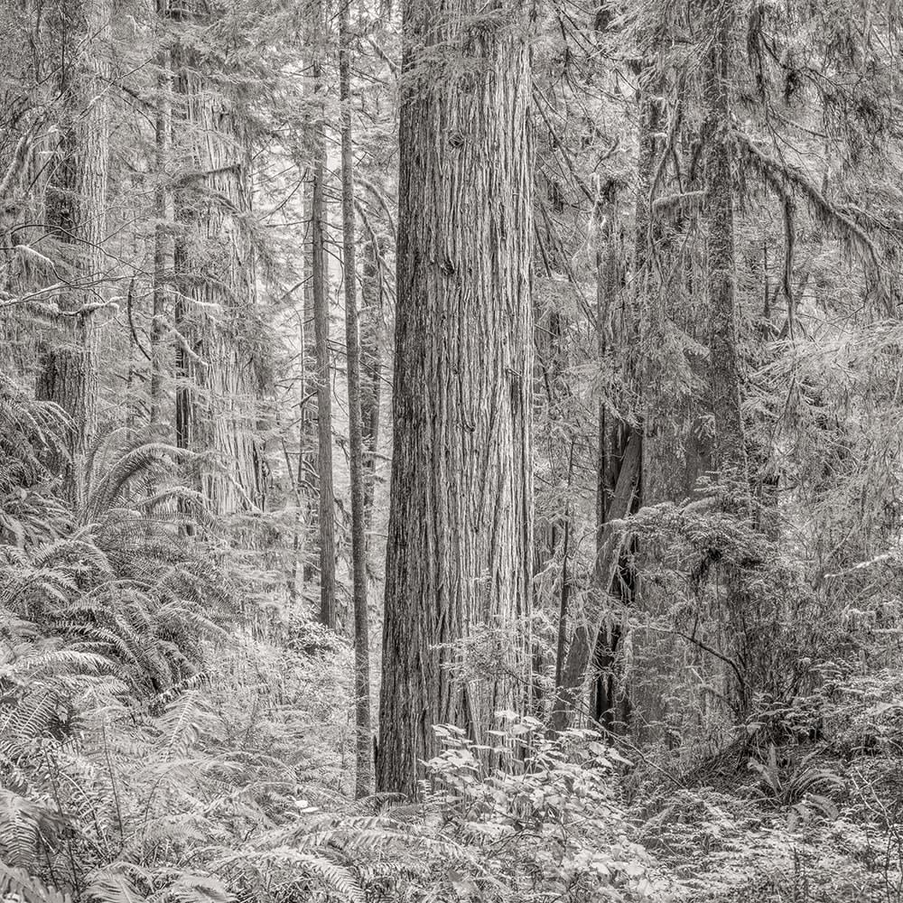 Jeffrey Conley, Primordial Redwood Forest, California, 2015