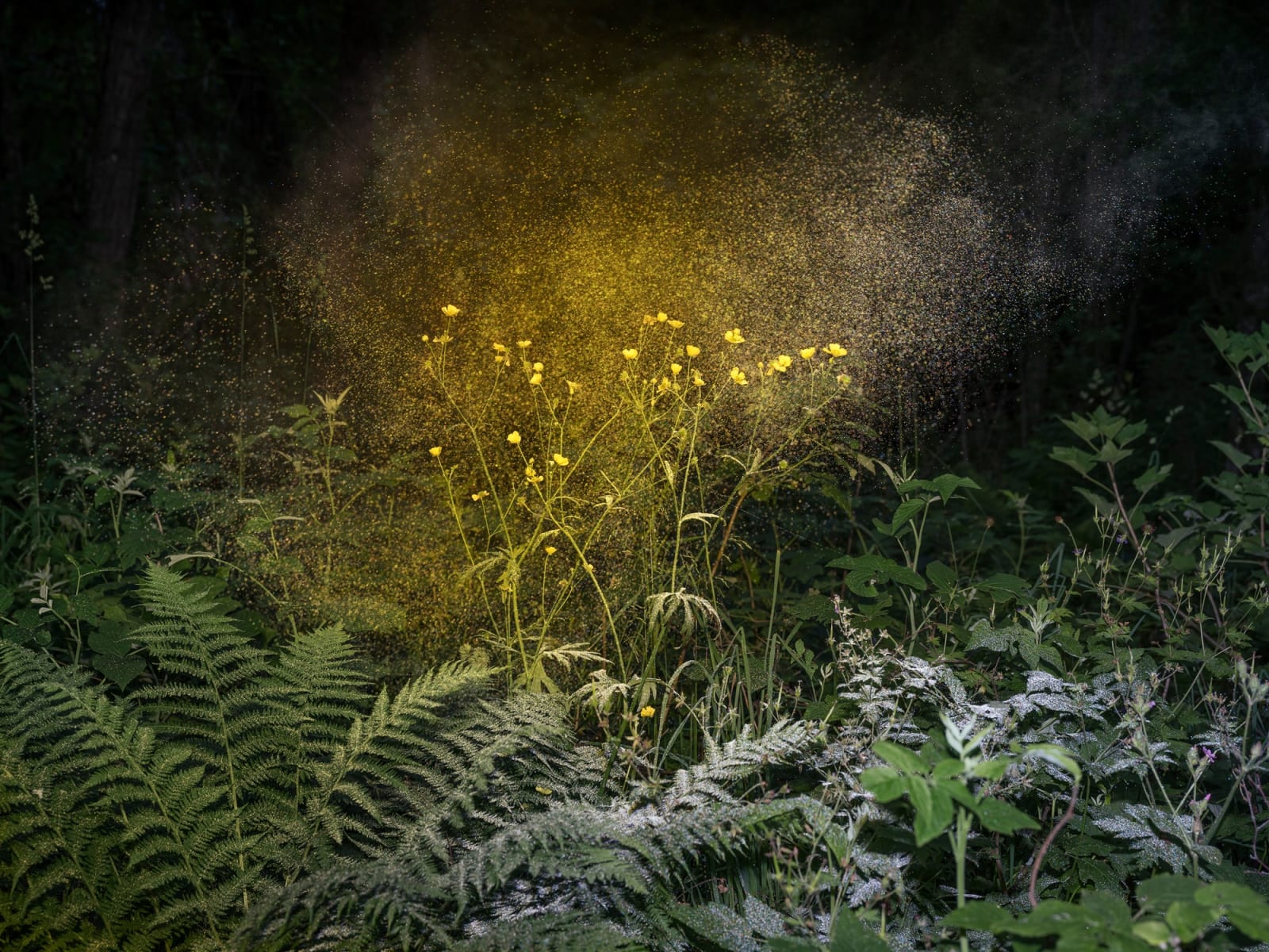 Inka & Niclas, Luminous Matter I, 2019