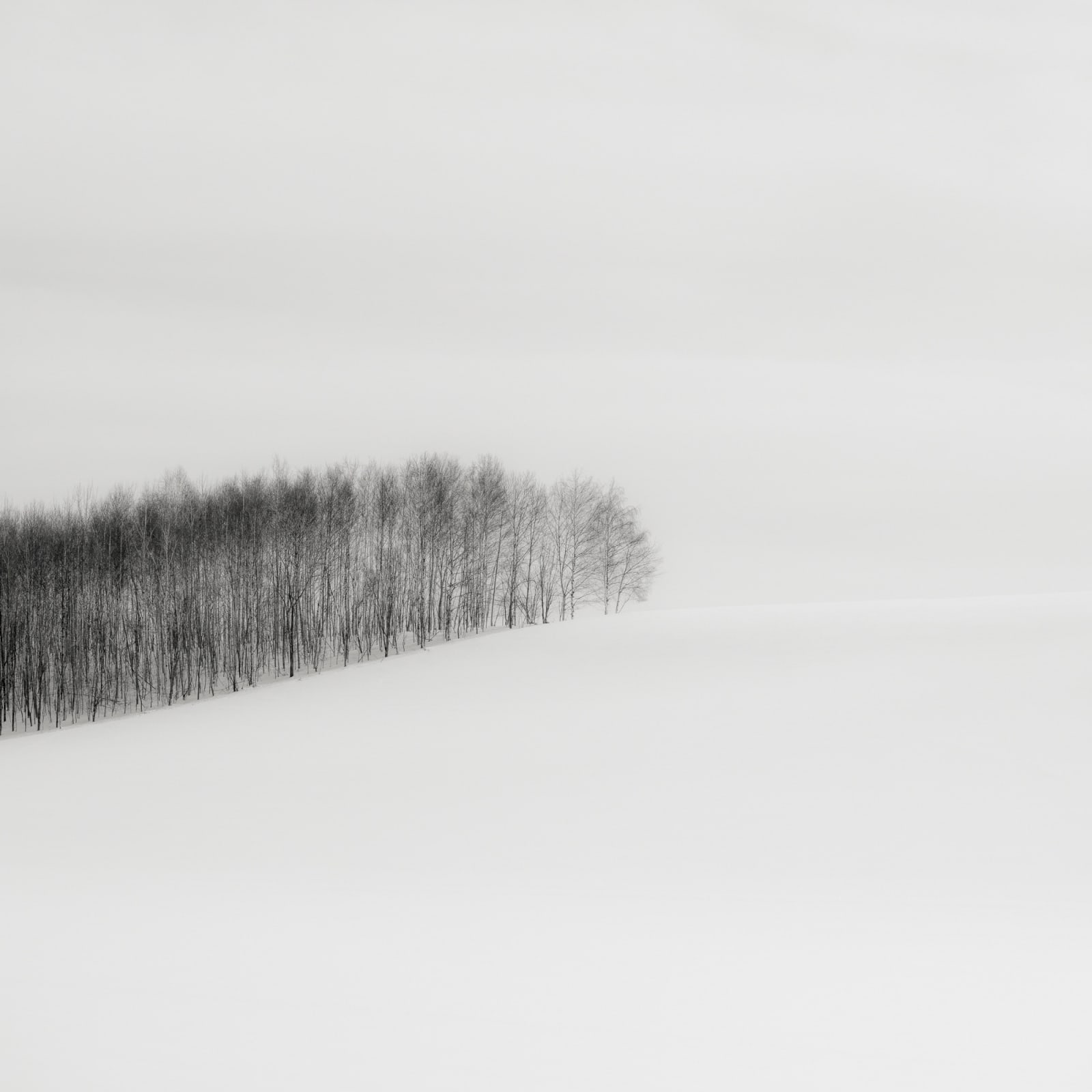 Jeffrey Conley, Trees and Hill, Japan, 2025