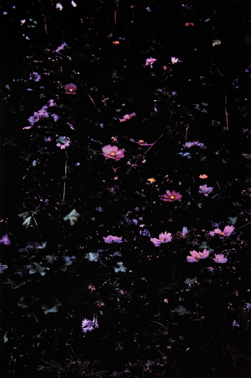 Aimée Hoving, Cosmos, 2023