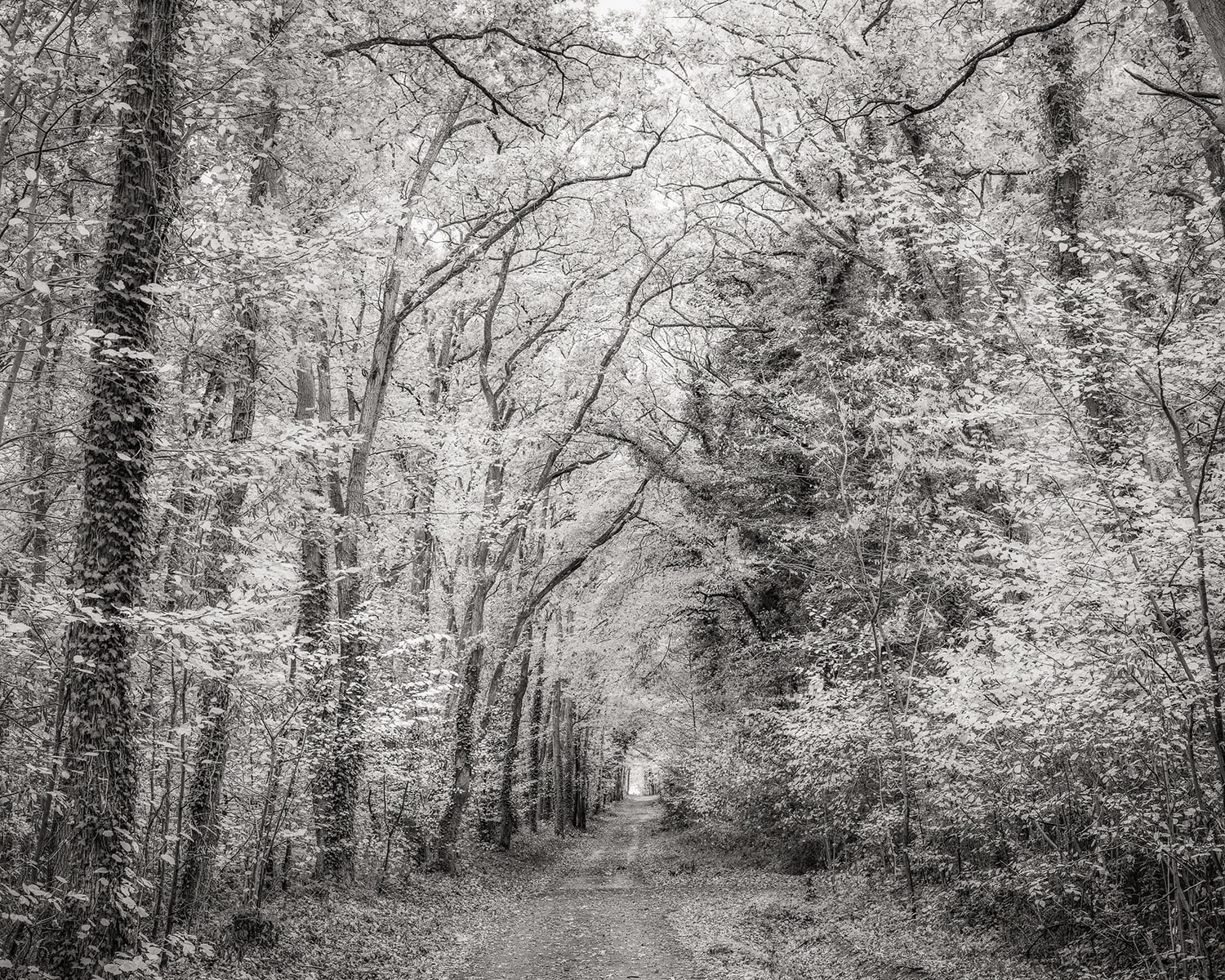 Jeffrey Conley, Forest Path, France, 2018
