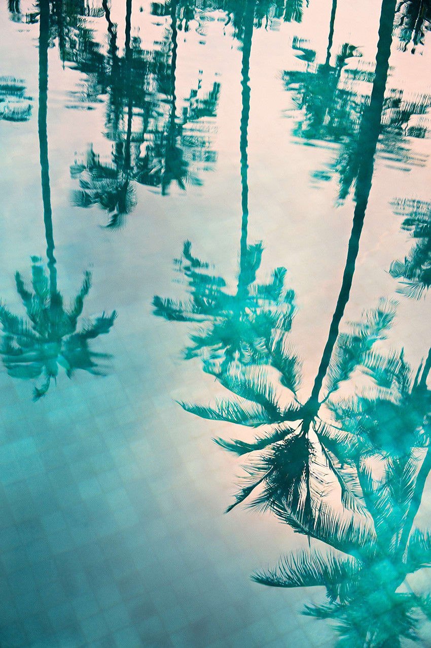 Philipp Keel, Palms in a Pool, 2017