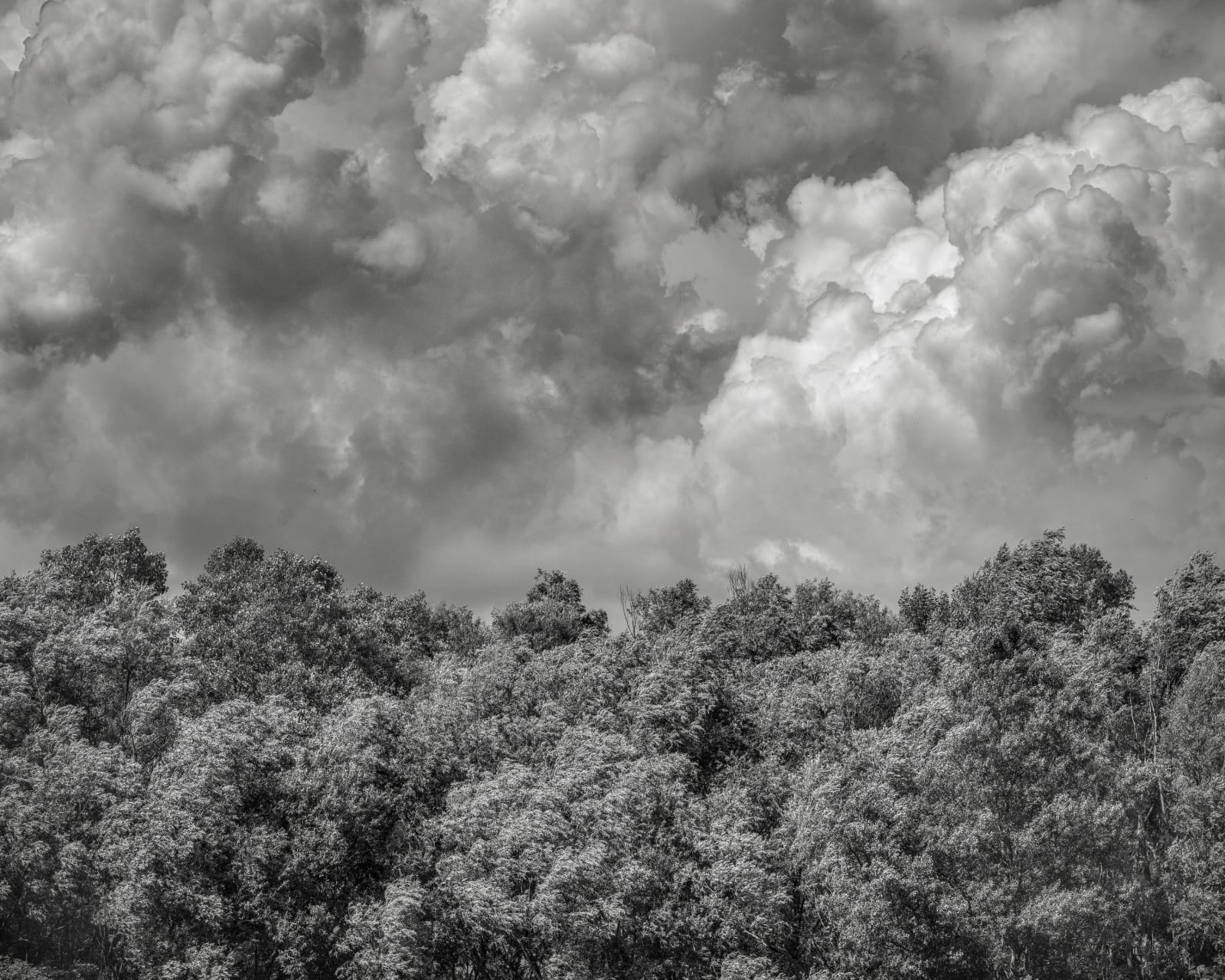 Jeffrey Conley, Wind-Blown Trees and Clouds, France, 2023