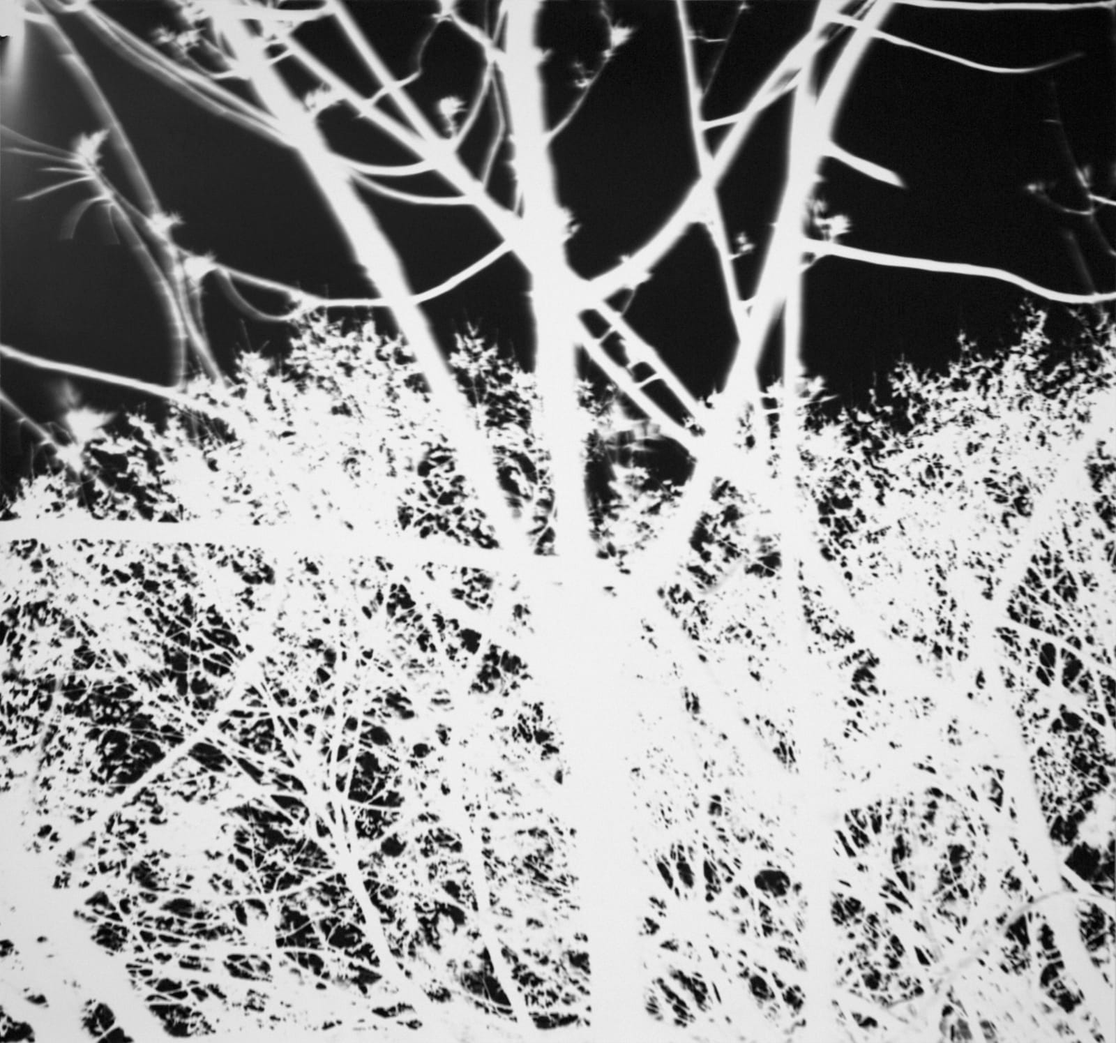 Vera Lutter, Trees, Gramercy Park, New York: April 23, 1997