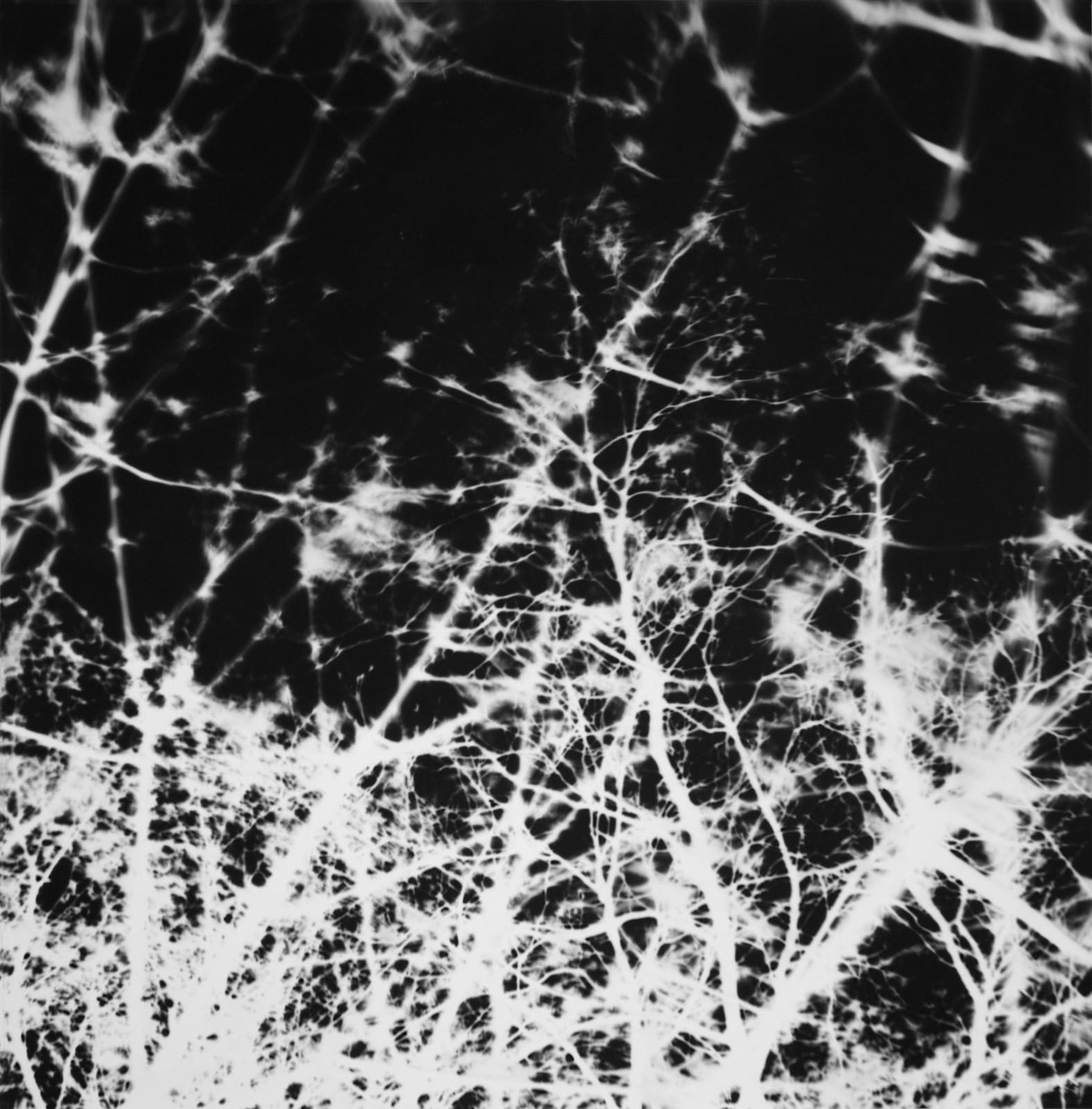 Vera Lutter, Trees and Sky, Gramercy Park, New York: April 18, 1997