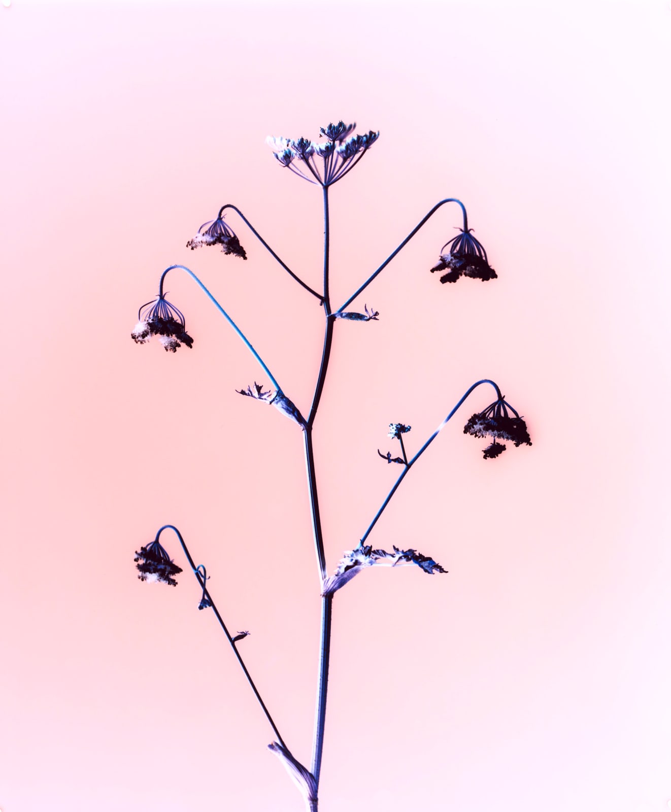 Brendan Barry, Hogweed, 2020