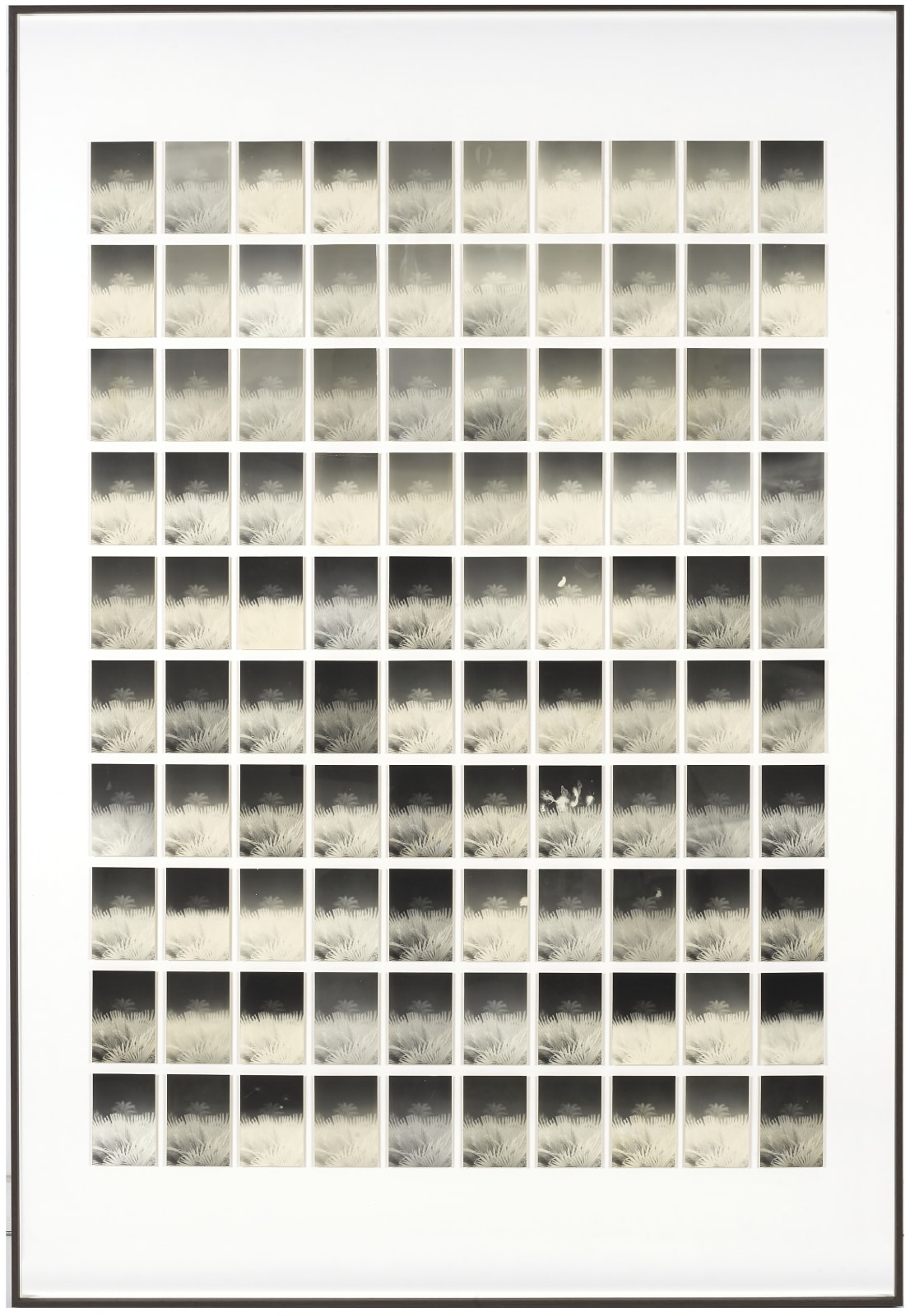 Bruno V. Roels, A Palm Tree Is A Palm Tree Is A Palm Tree (Hiding In The Back), 2016