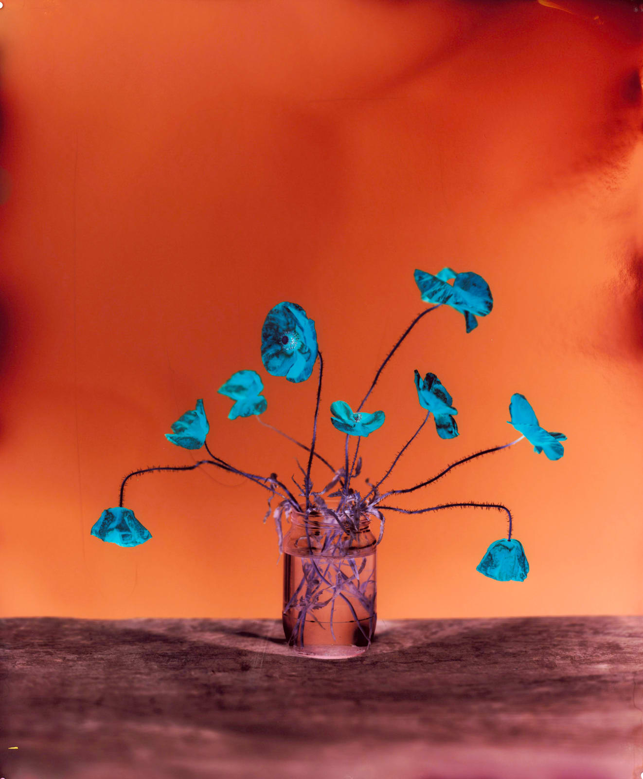 Brendan Barry, Common Poppy, 2020