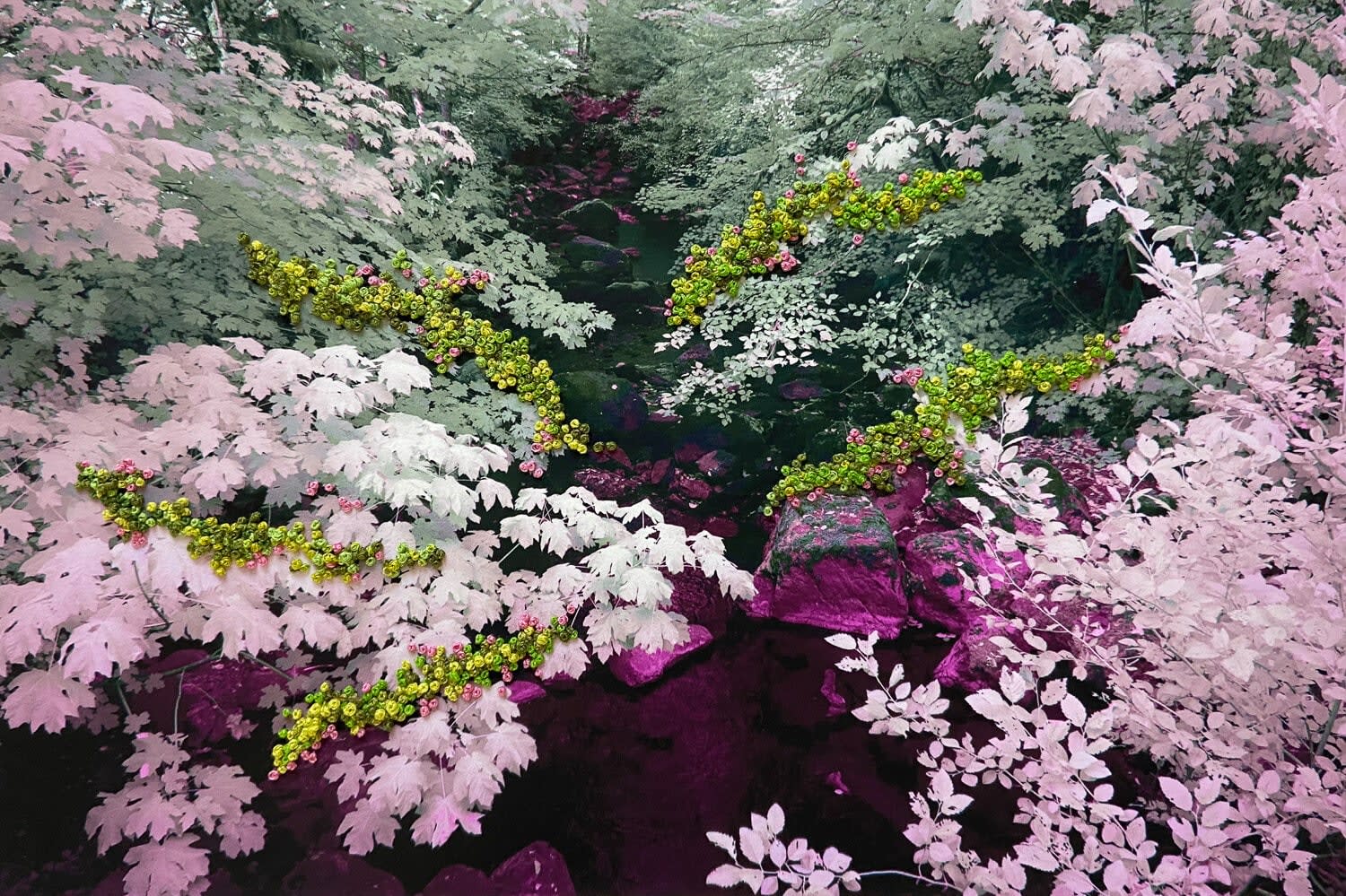 Adriene Hughes, The Secret Life of Trees I, Image #12, 2021