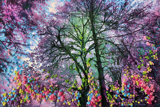 Adriene Hughes, The Secret Life of Trees I, #3, 2020
