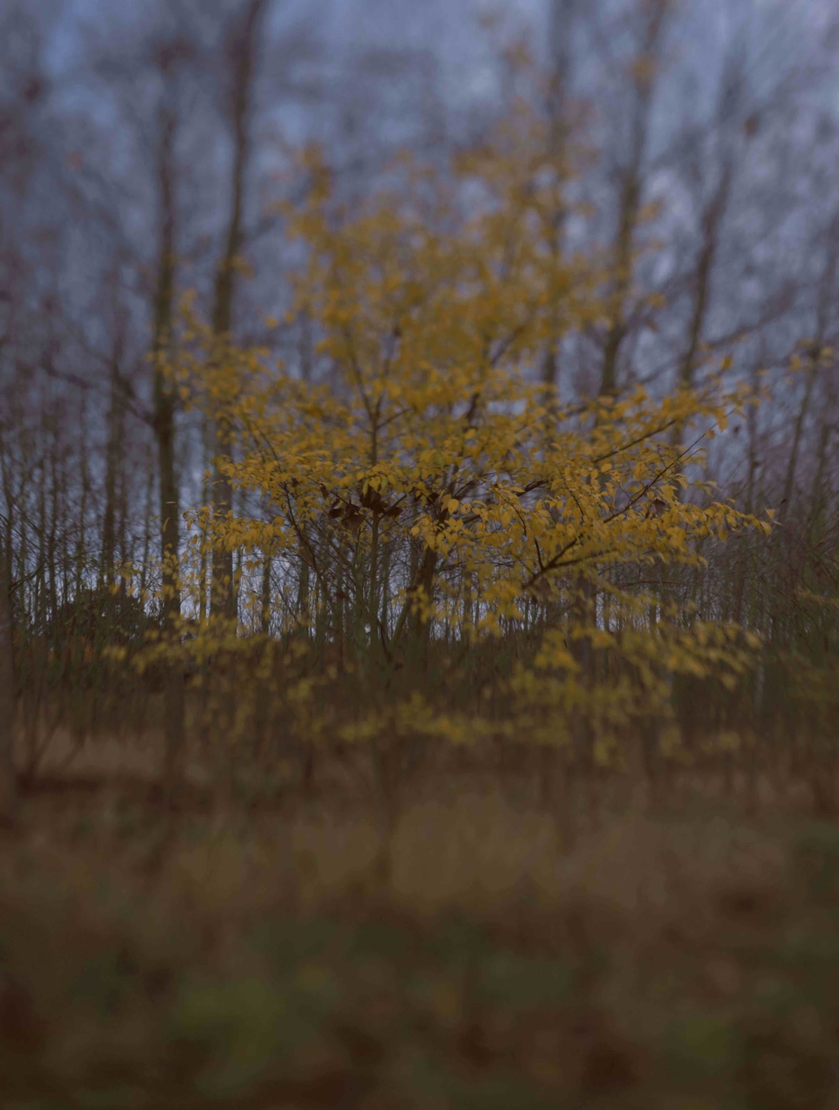 Steve Macleod, Black Shuck, 2012