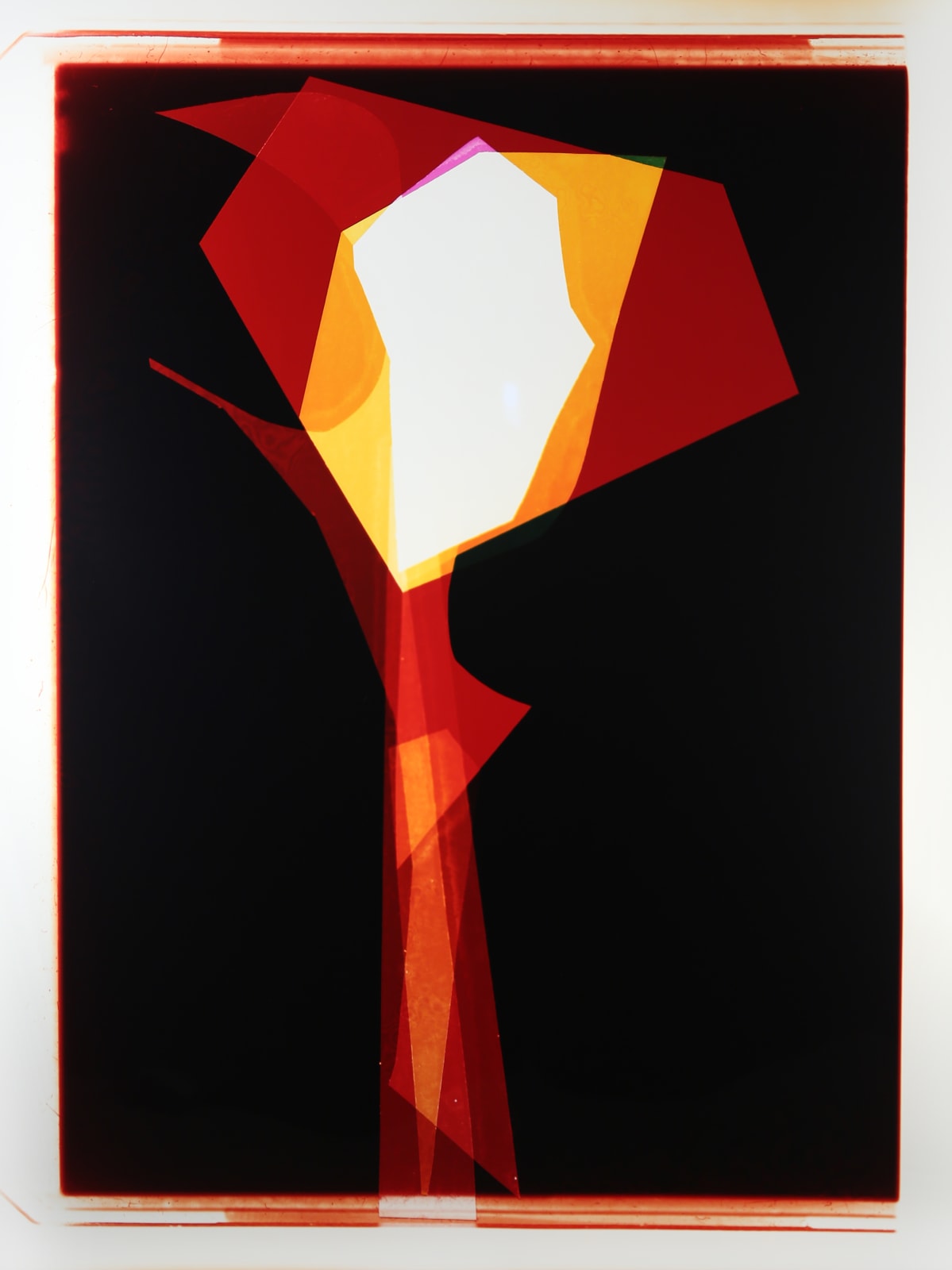 Liz Nielsen, Cobra Plant, 2015
