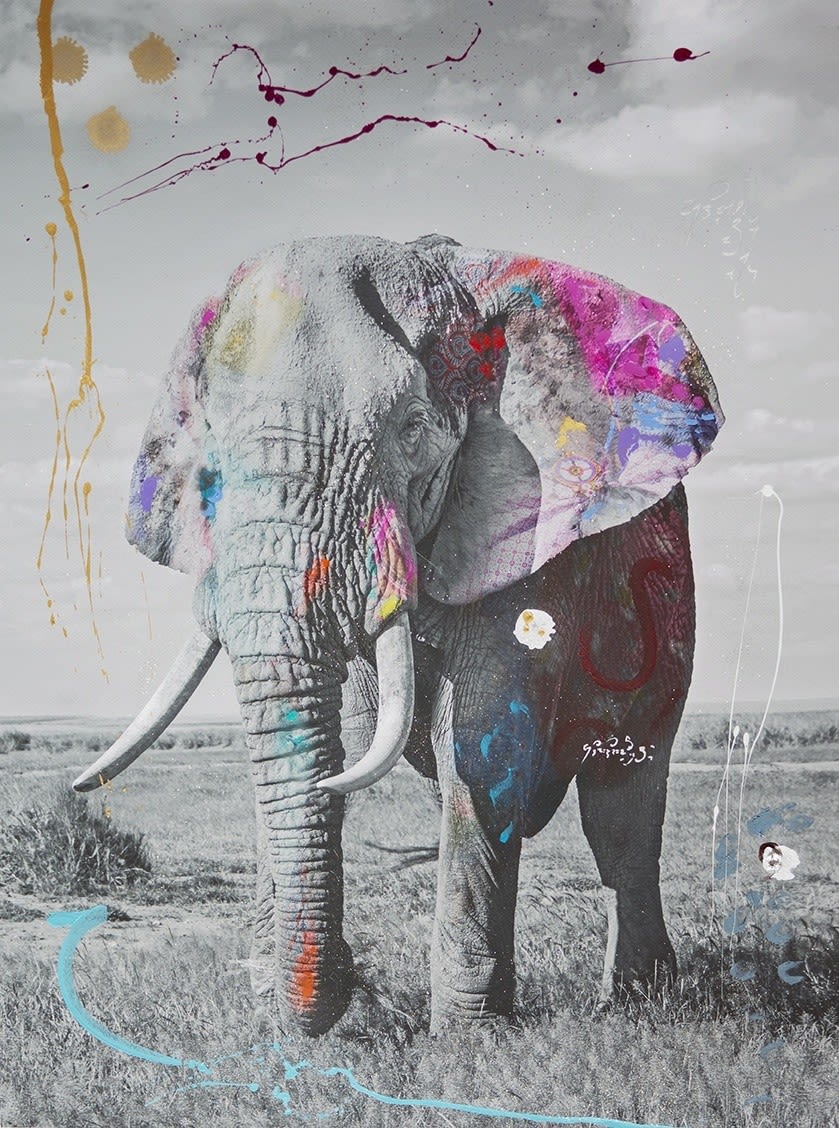 Arno Elias, Jumbo 5, 2016