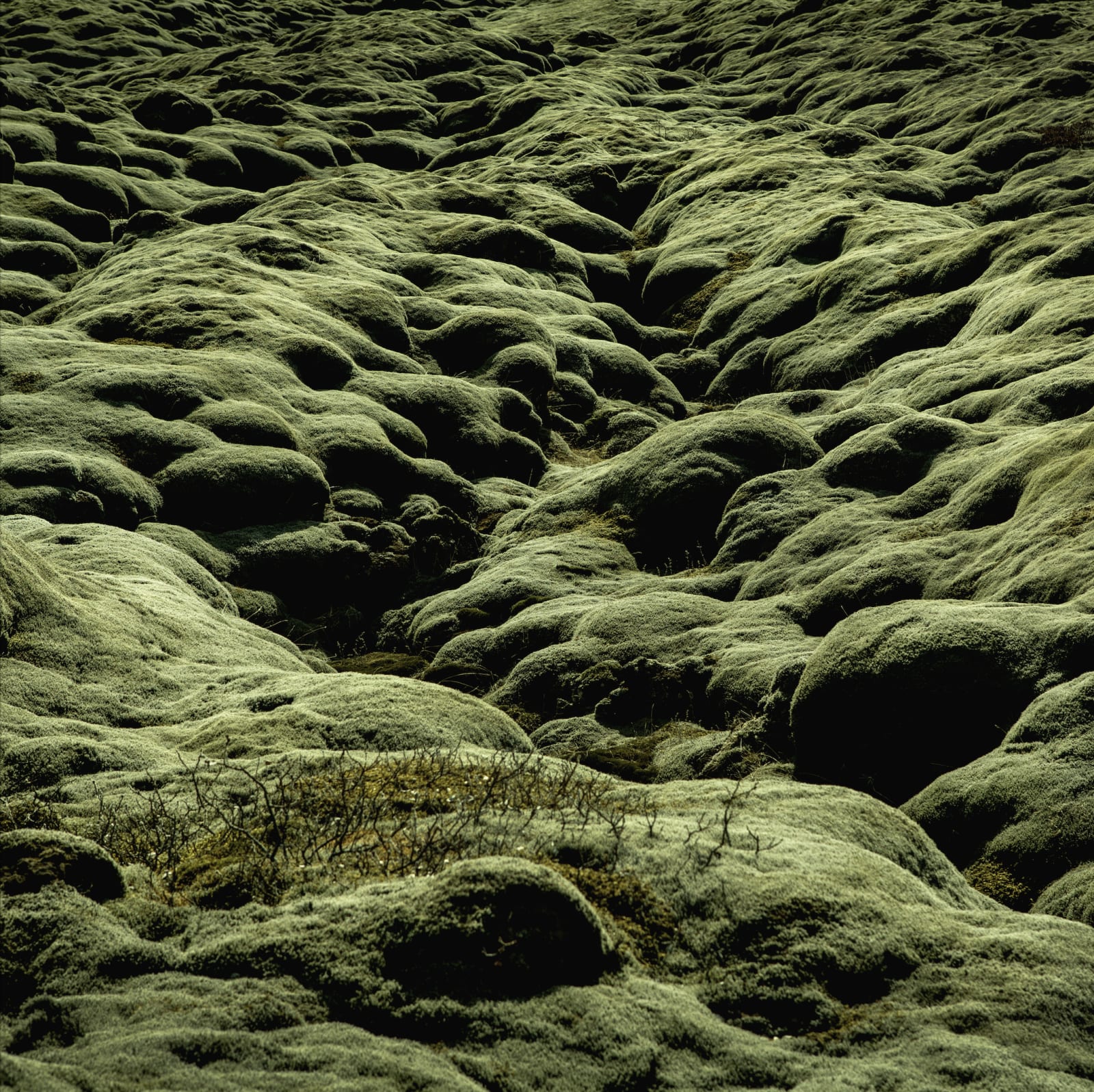 Woongchul An, Moss Garden, Iceland