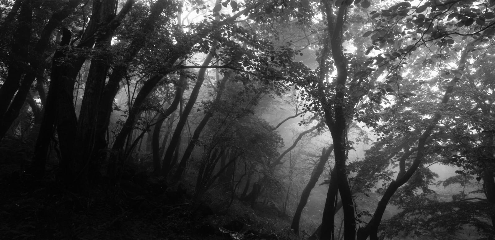 Woongchul An, Gotjawal Morning Mist, Jeju Island, Korea