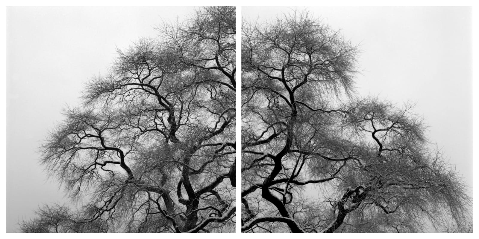 Woongchul An, Winter Tree, Korea