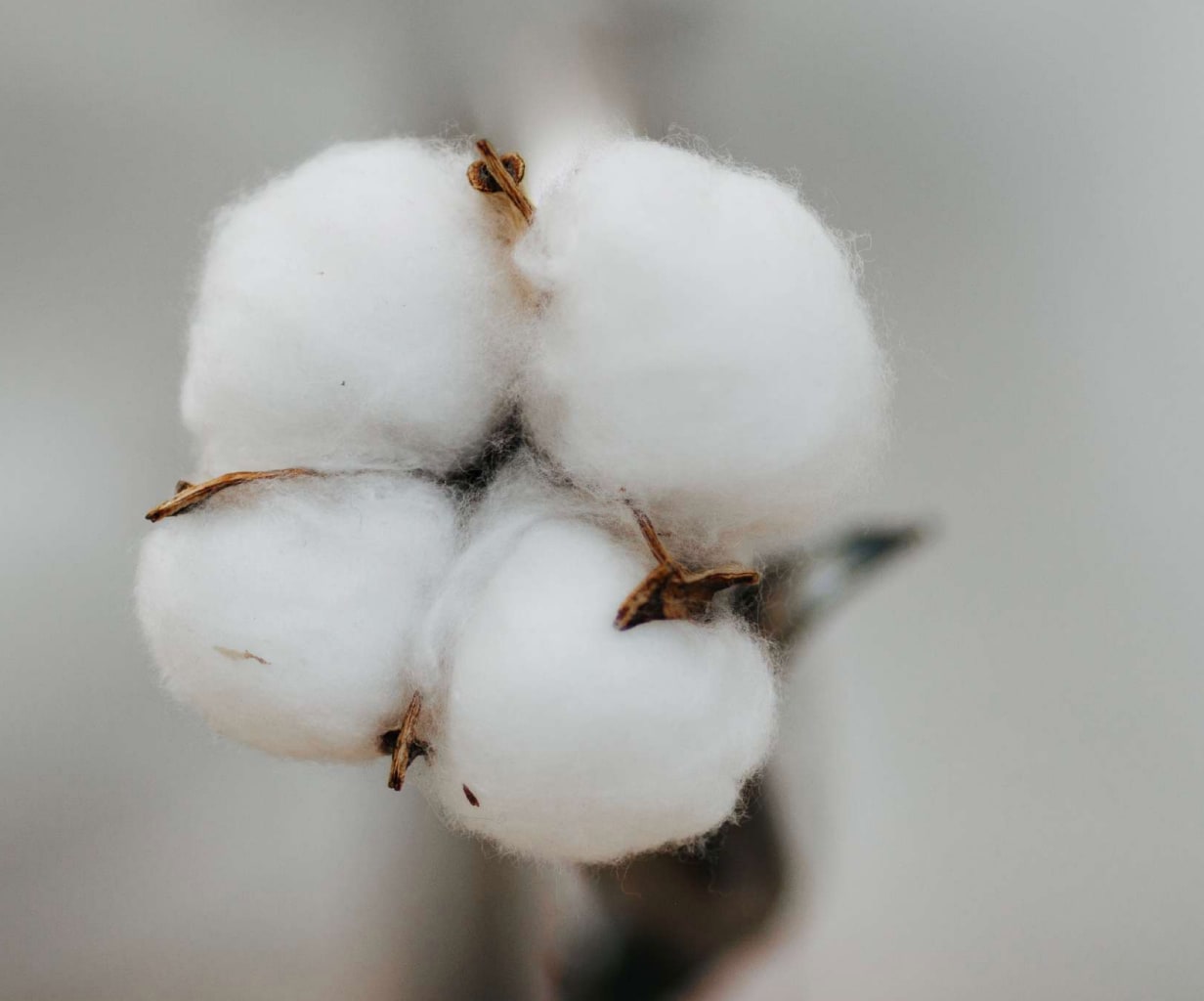 Jordan Zayas Kelly, Don't Touch, Do Tell, 2025