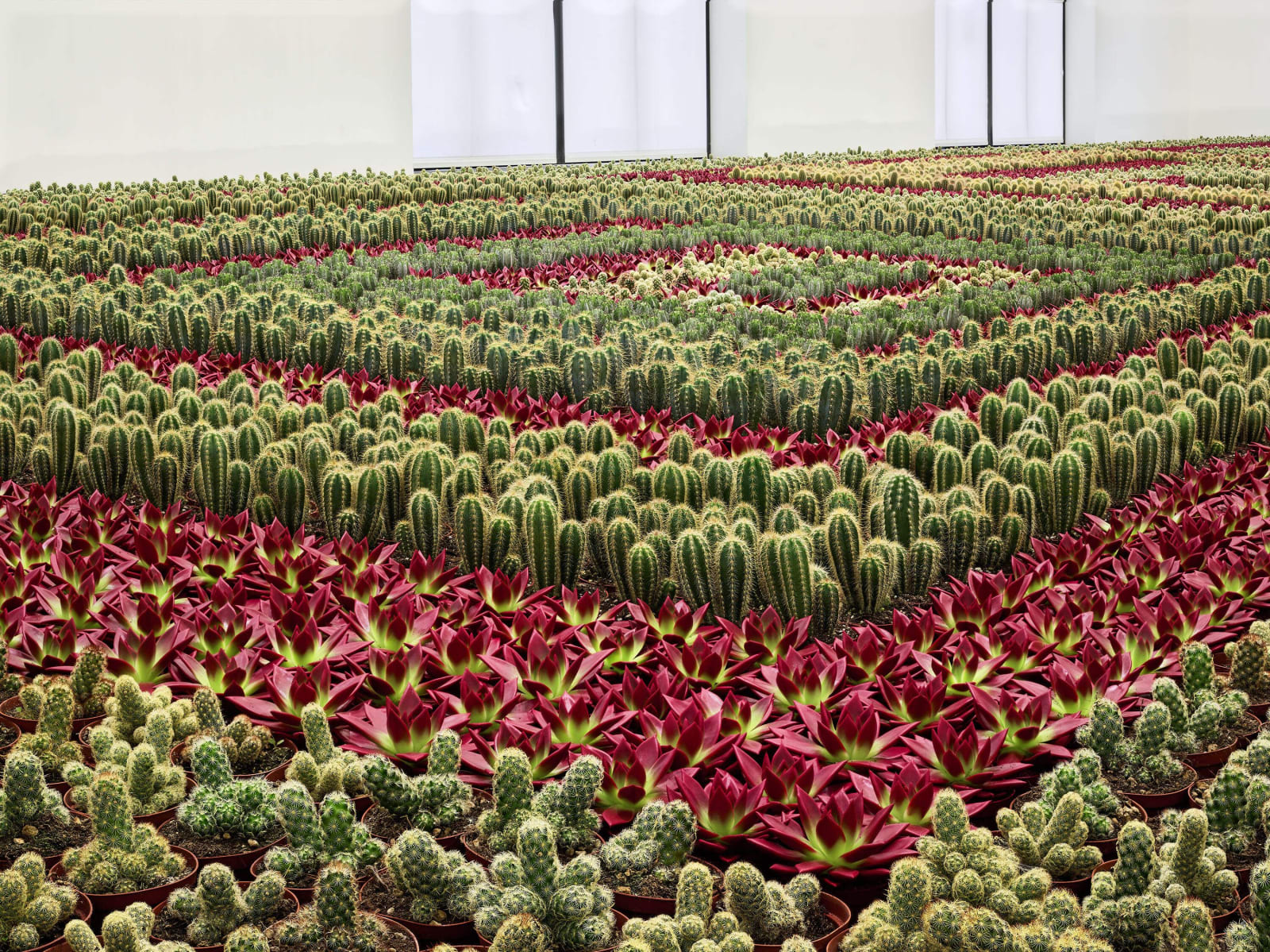 Ghada Amer, Cactus Painting, 1998-2008
