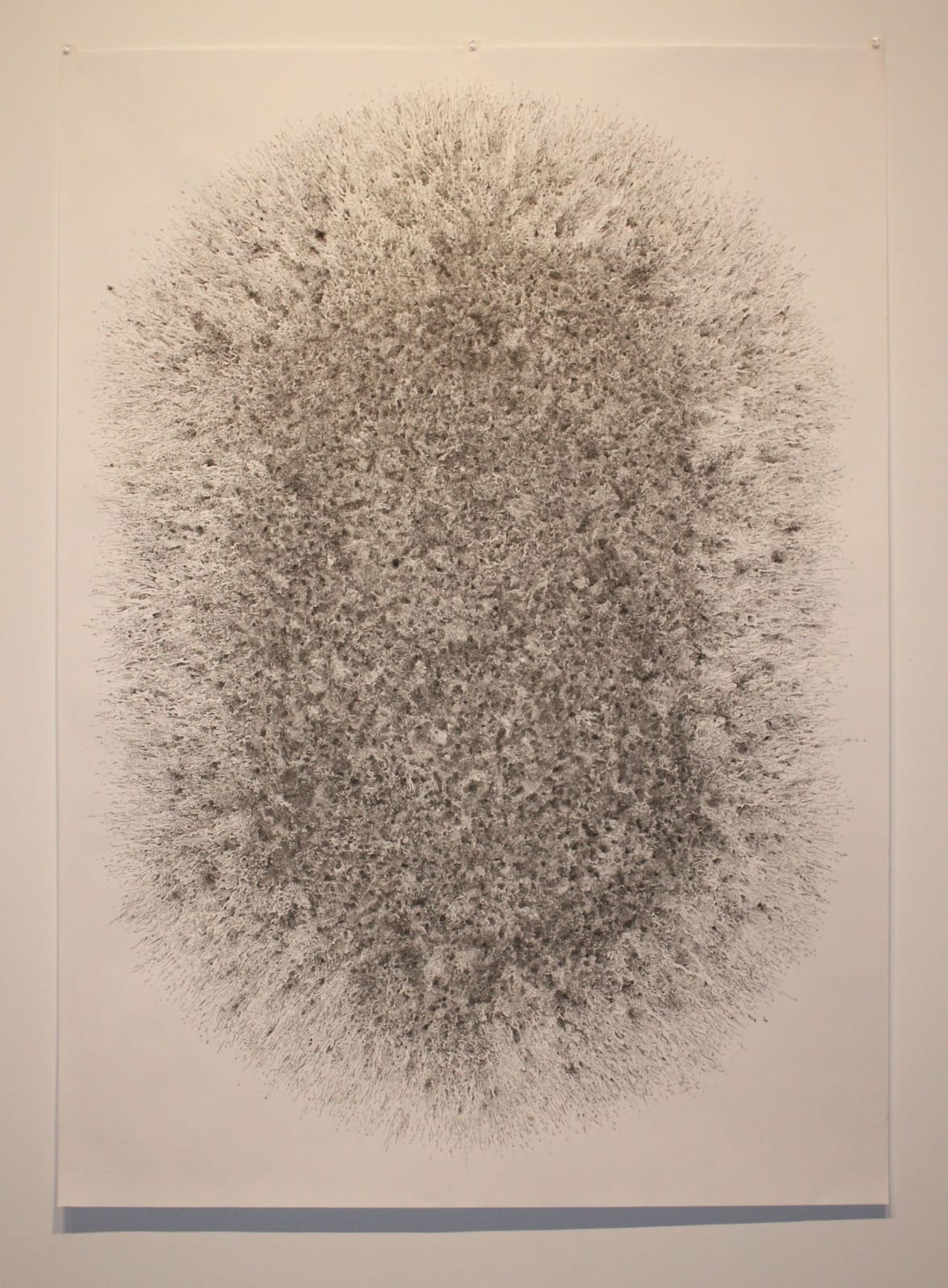 Shane Caffrey, Apple Pie from Scratch, 2010