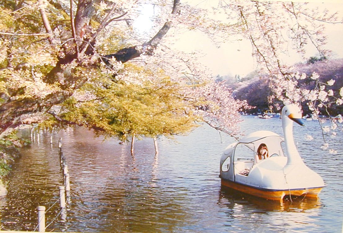Aki Fujimoto, Solitary Swan, 2003