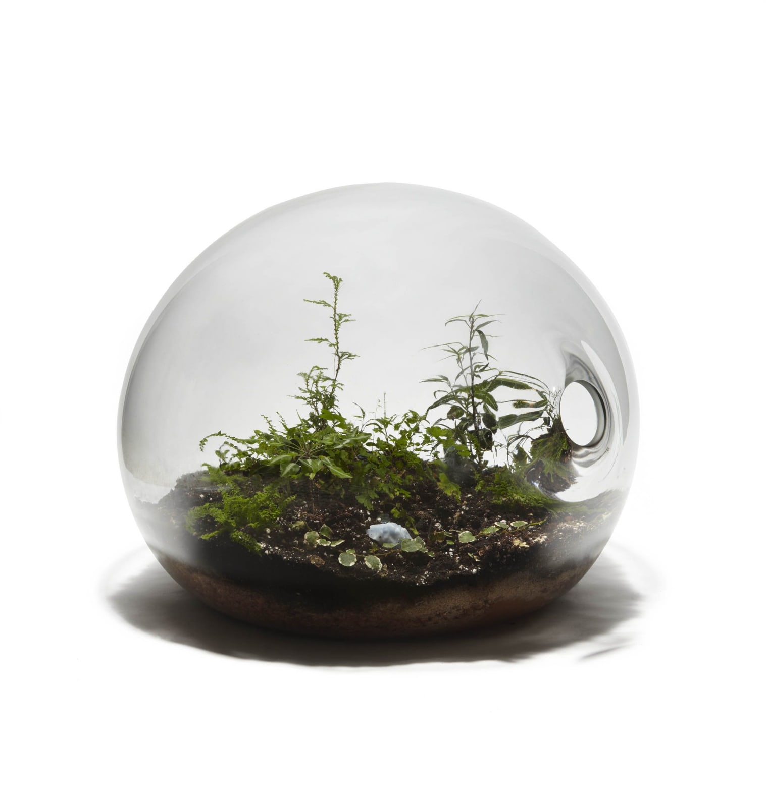 Paula Hayes, Giant Terrarium, 2009