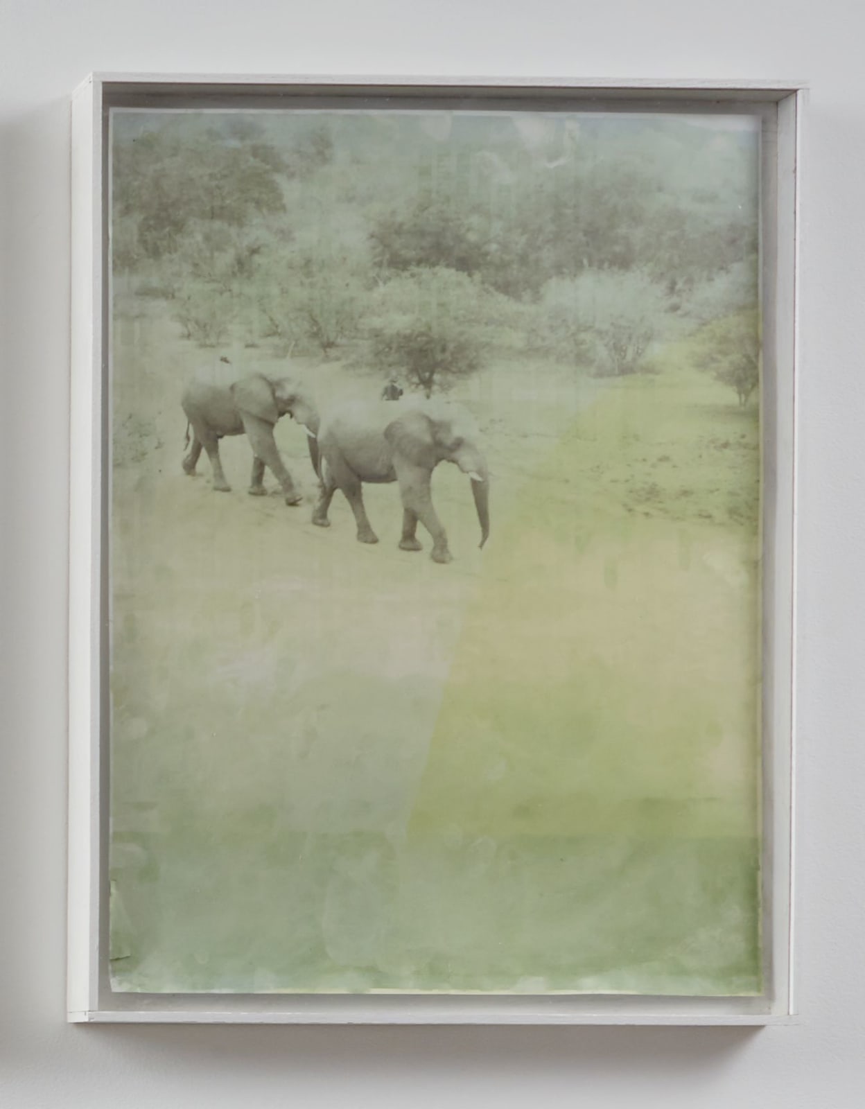 Josh Tonsfeldt, Andrew (Safari Elephants), 2013