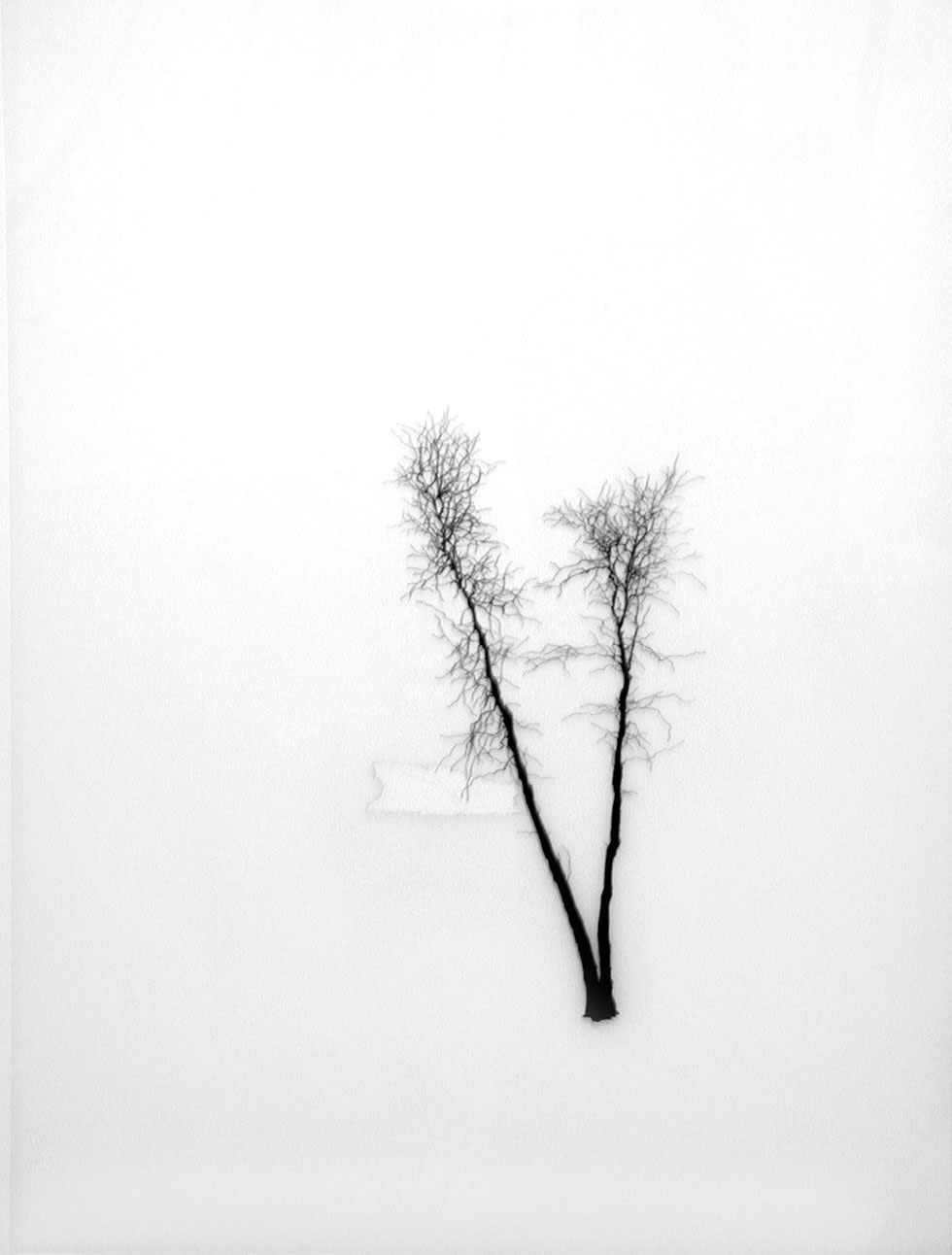 Jeff Grant, Berg and Tree Pair, 2005
