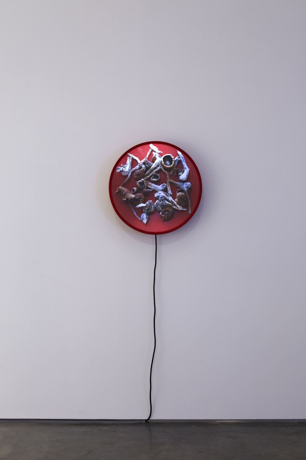 Nicholas Brooks, (psilocybin is in my soul), 2010