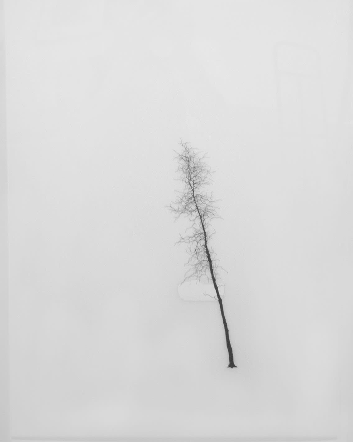 Jeff Grant, Berg and Tree, 2005