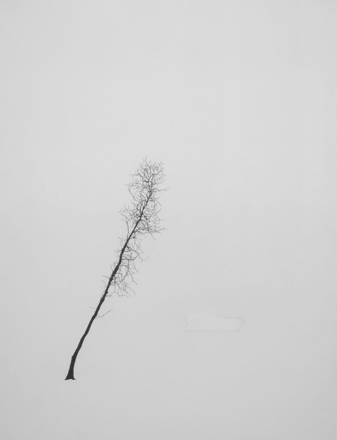 Jeff Grant, Tree and Berg, 2005