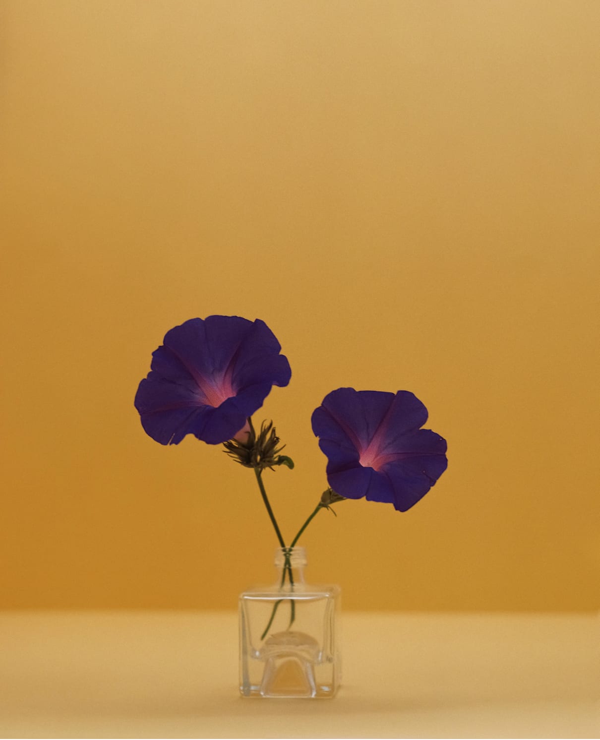 Kate Friend, Morning glory, Fátima, Portugal, May, 2024