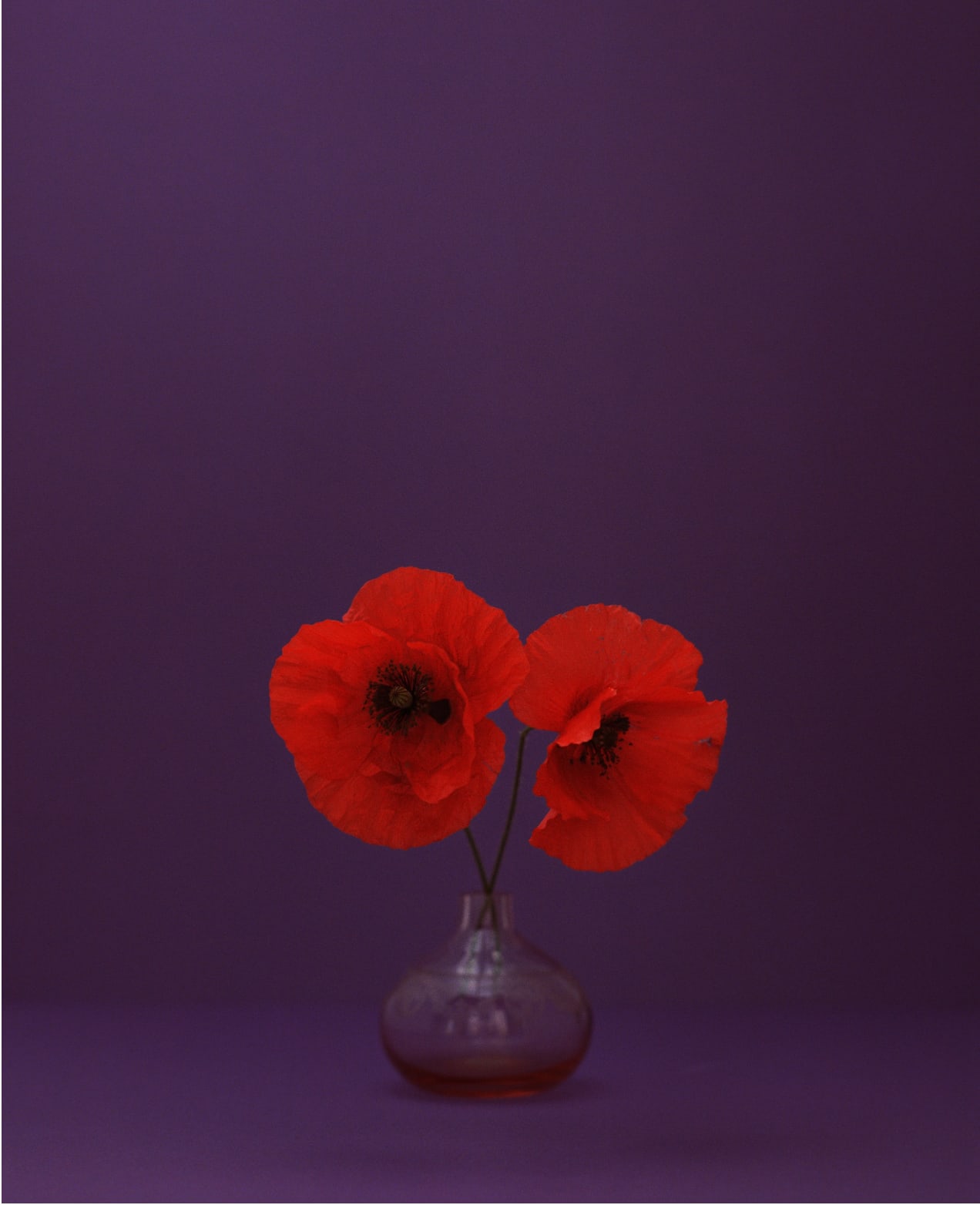 Kate Friend, Field poppy, Fátima, Portugal, May, 2024