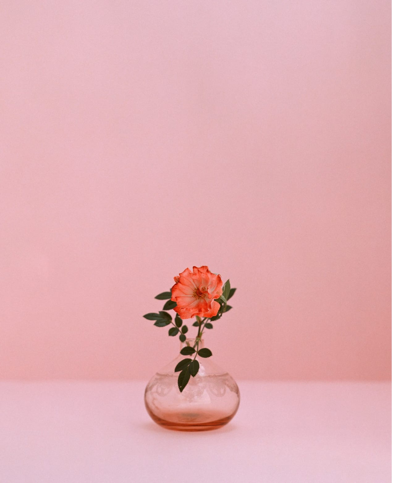 Kate Friend, Rose, Fátima, Portugal, May, 2024