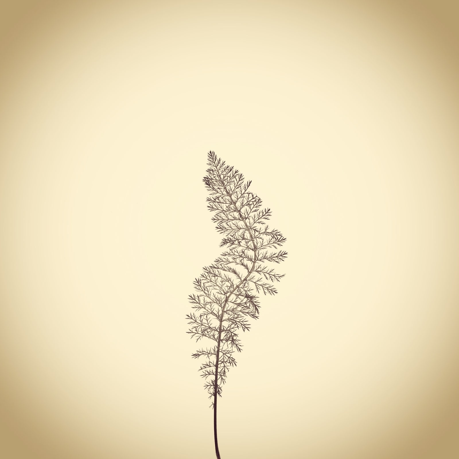 Joshua White, Yarrow, Achillea millefolium, 2017